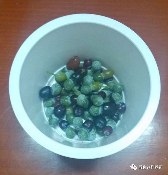 不用种子种的小盆栽简单教程,简单种子盆栽