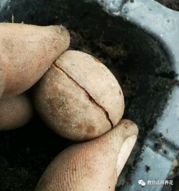 不用种子种的小盆栽简单教程,简单种子盆栽