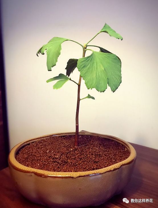 不用种子种的小盆栽简单教程,简单种子盆栽