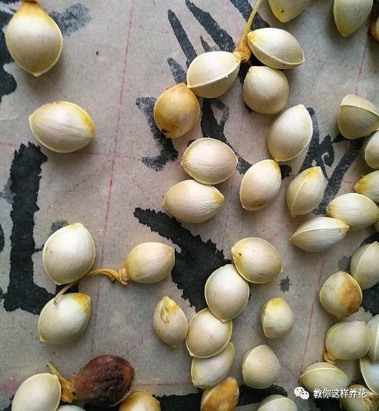 不用种子种的小盆栽简单教程,简单种子盆栽