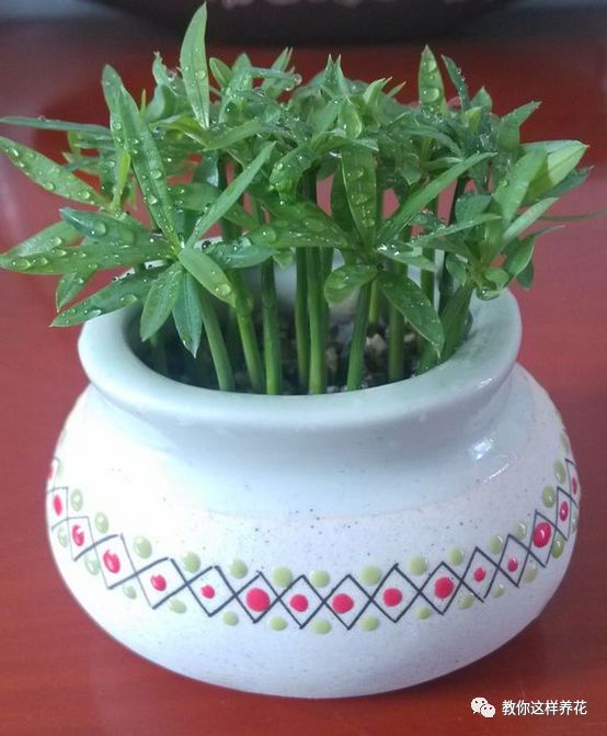 不用种子种的小盆栽简单教程,简单种子盆栽