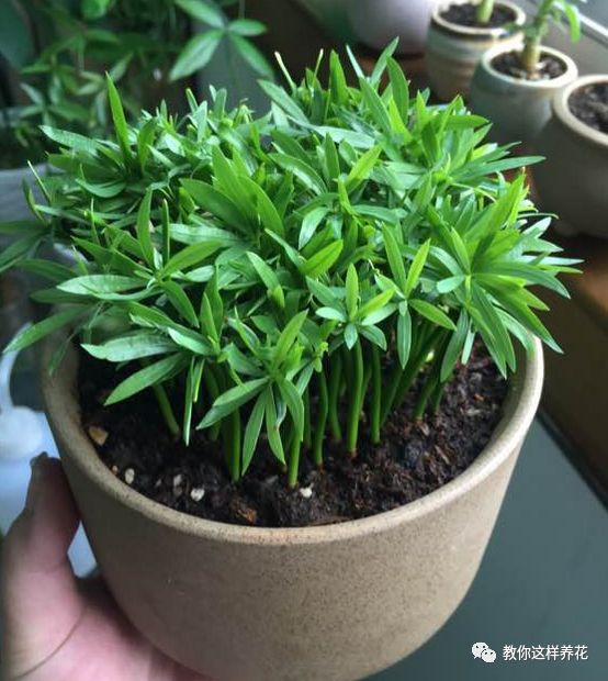 不用种子种的小盆栽简单教程,简单种子盆栽