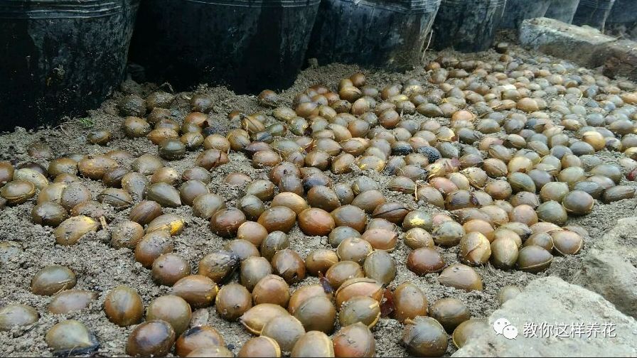 不用种子种的小盆栽简单教程,简单种子盆栽