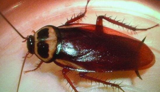 家里的蟑螂越来越多怎么消灭蟑螂,蟑螂最怕什么才能治蟑螂