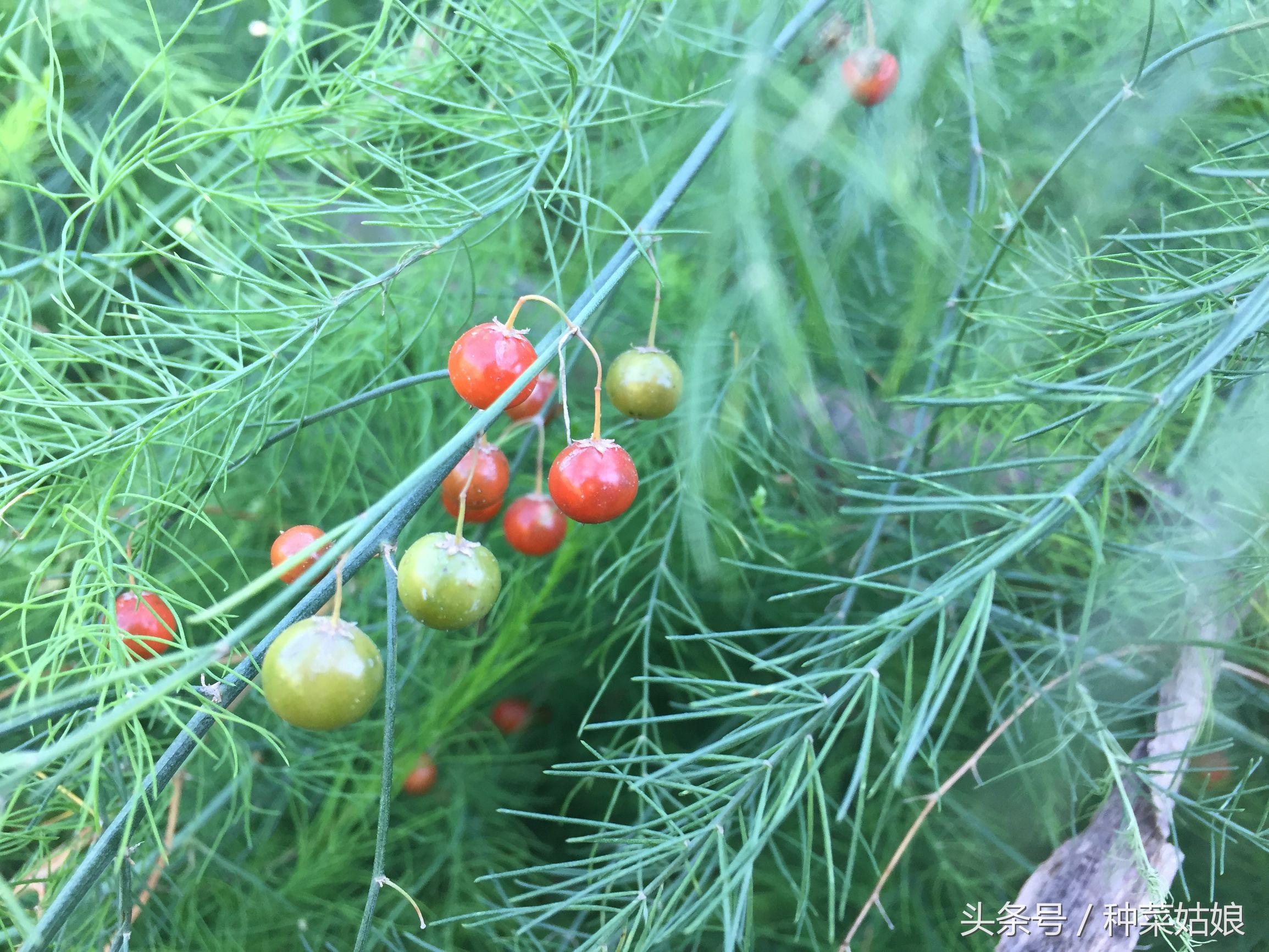 种植芦笋的正确方法,芦笋育苗出苗率只有百分之80