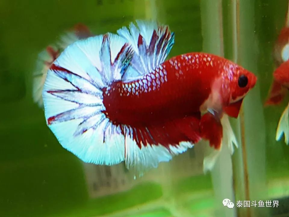 斗鱼拍卖最新消息,超极品泰国斗鱼拍卖