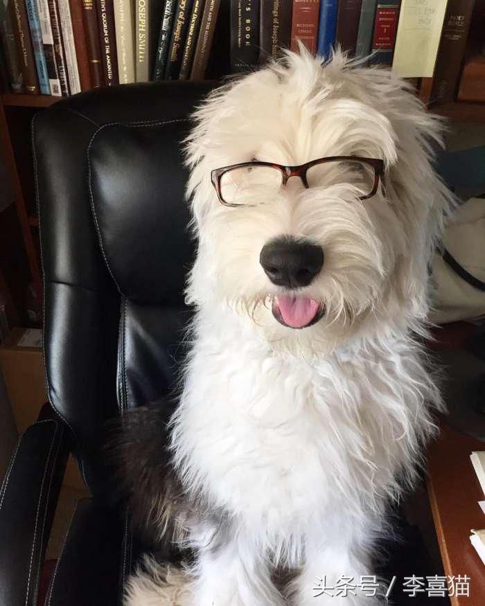 因为代言油漆而闻名世界的英国古代牧羊犬，XXXL号的超大抱抱熊