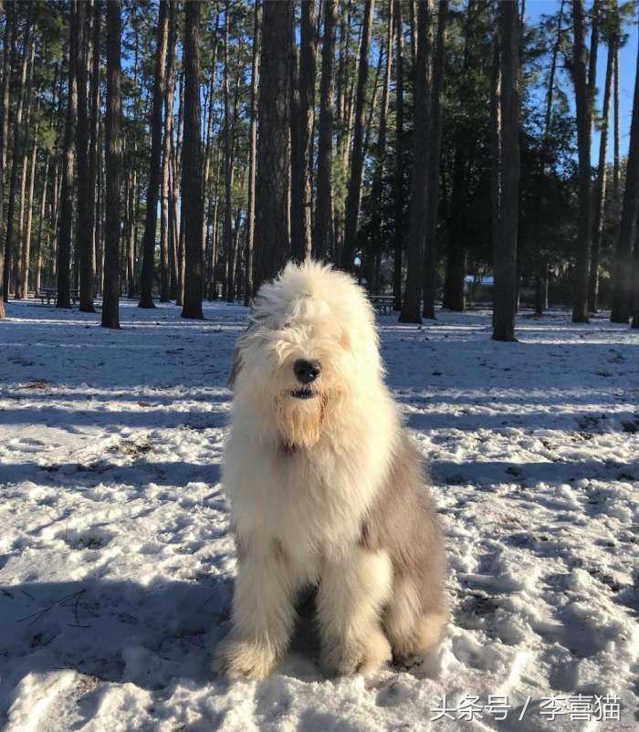 因为代言油漆而闻名世界的英国古代牧羊犬，XXXL号的超大抱抱熊