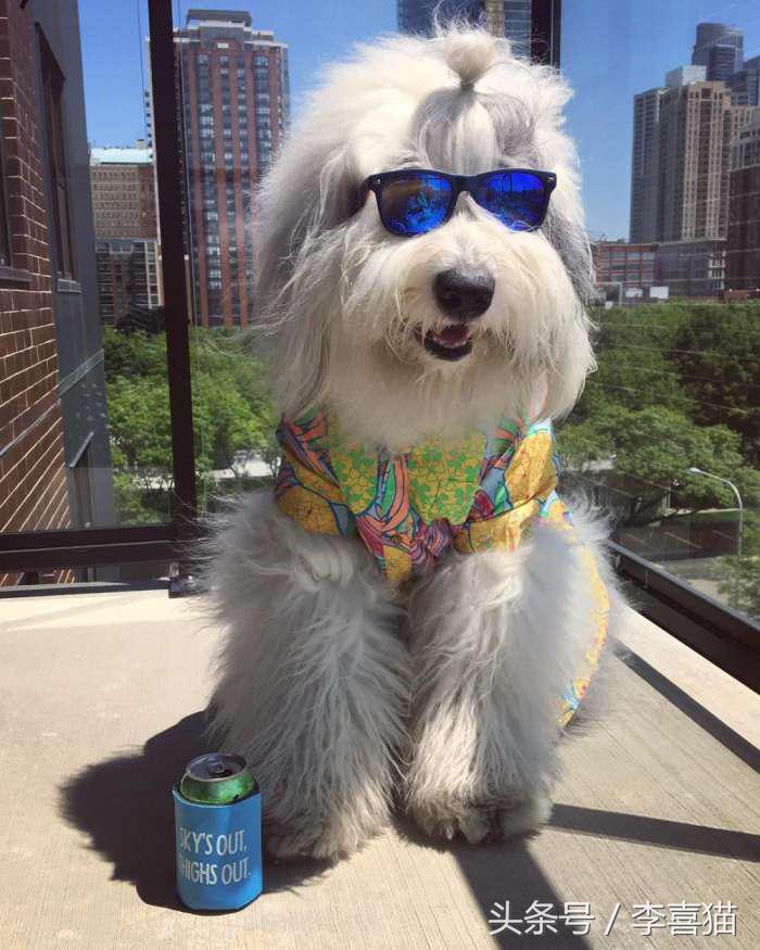 因为代言油漆而闻名世界的英国古代牧羊犬，XXXL号的超大抱抱熊