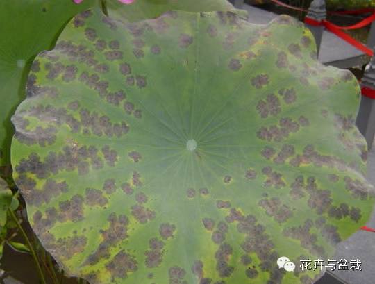 买回的荷花怎样栽培,荷花种子怎么养全过程