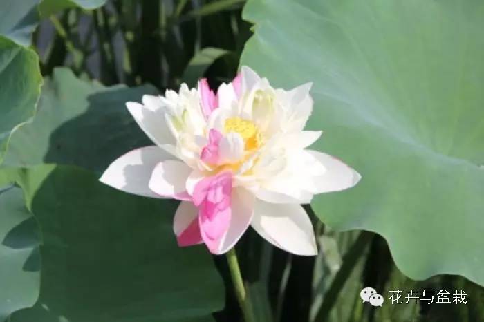 睡莲荷花碗莲水培植物,睡莲荷花的养殖方法和技巧
