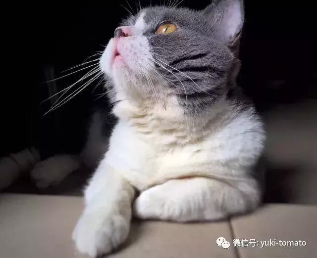 当我们探讨时我们在讨论什么,当我们谈论喝茶时我们在谈论什么