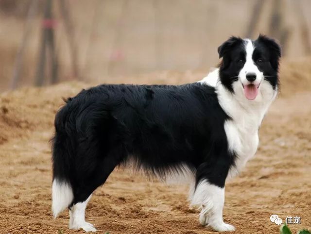 怎样挑选一只好的边牧犬,如何挑选边牧幼犬品相好