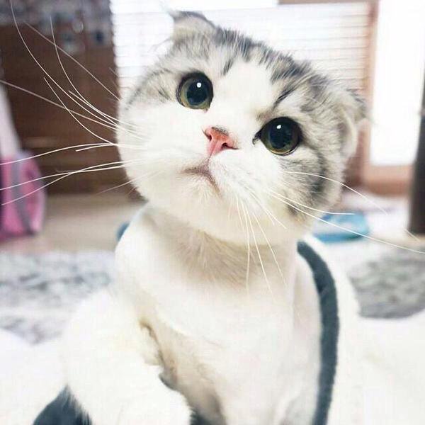 腾讯浏览器广告清除,腾讯输了