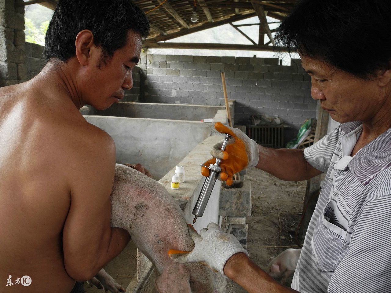 伪狂犬疫苗怎么选择,猪得了伪狂犬能打伪狂犬疫苗吗