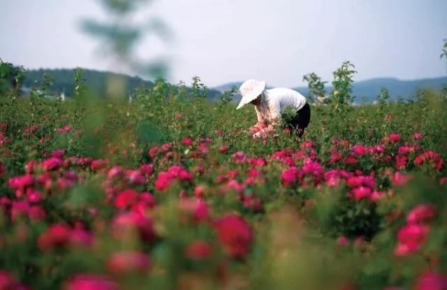 送礼就送鲜花饼,送礼送嘉华的鲜花饼