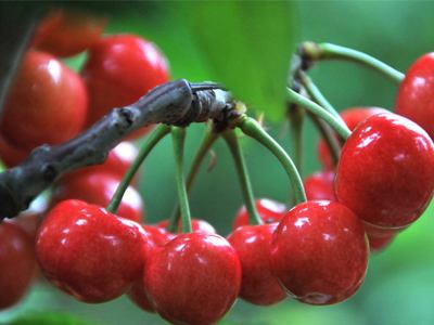 孕期一定要吃的8种水果,孕期缓解便秘水果