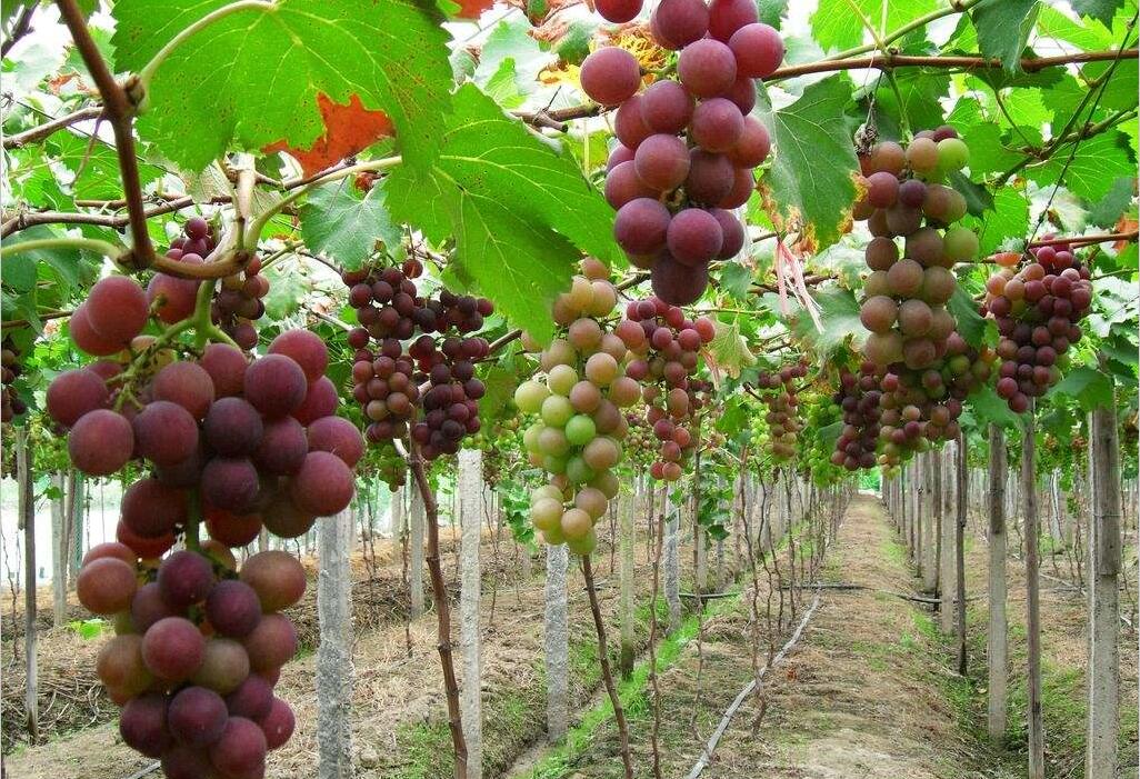 孕期一定要吃的8种水果,孕期缓解便秘水果