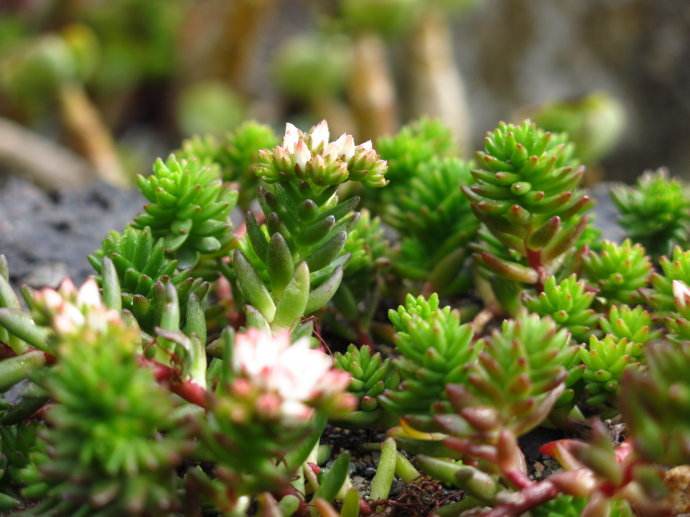 划划手机养养眼，让多肉美拍缓解你的疲劳，静下来明天再出发！