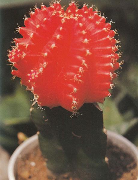 划划手机养养眼，让多肉美拍缓解你的疲劳，静下来明天再出发！