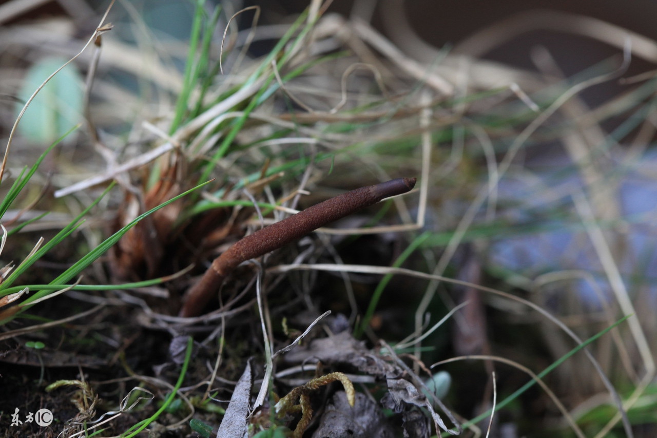 冬虫夏草哪一款最畅销 (真正的冬虫夏草大概多少钱)