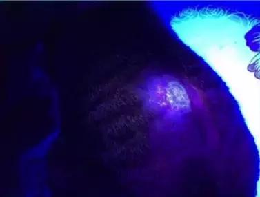 治疗猫癣过程注意什么,猫咪预防猫癣用什么药比较好