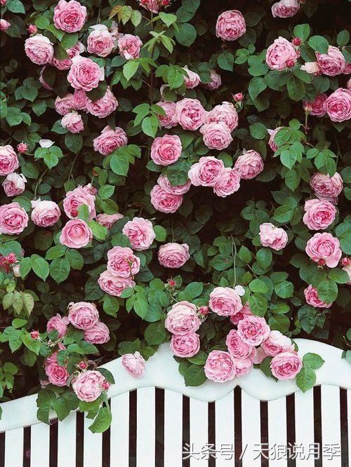 我遇到人生最大的坎坷我该怎么办,种花遇到的问题