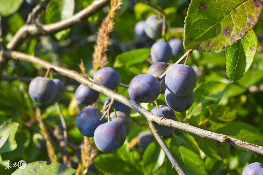 乌梅西梅话梅青梅区别,青梅话梅乌梅酸梅是一种水果吗