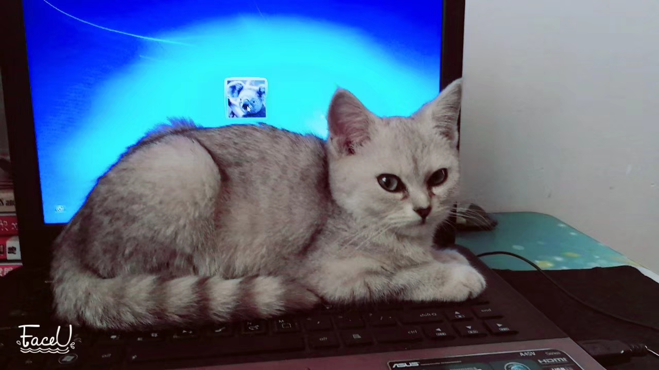 这年头，养只猫咪比养女朋友还要娇气