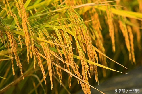 好吃又高产的水稻,水稻新品种推荐