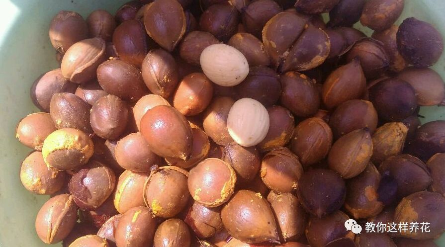 不用种子种的小盆栽简单教程,简单种子盆栽