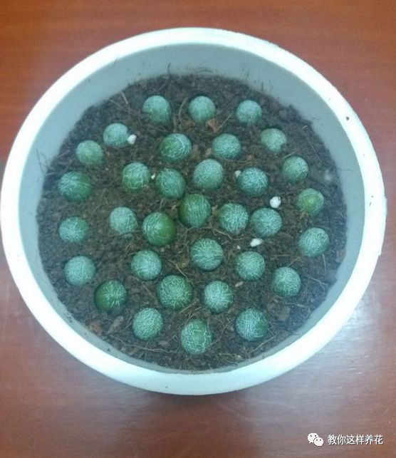 不用种子种的小盆栽简单教程,简单种子盆栽