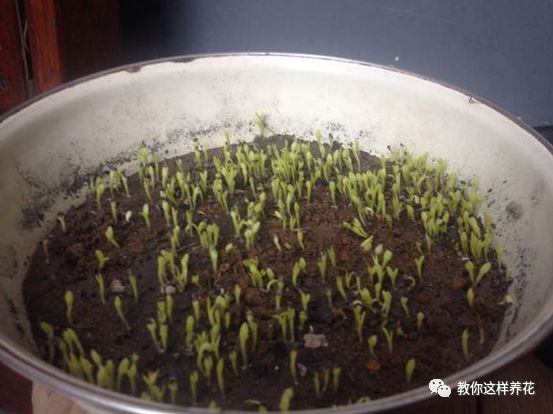 不用种子种的小盆栽简单教程,简单种子盆栽