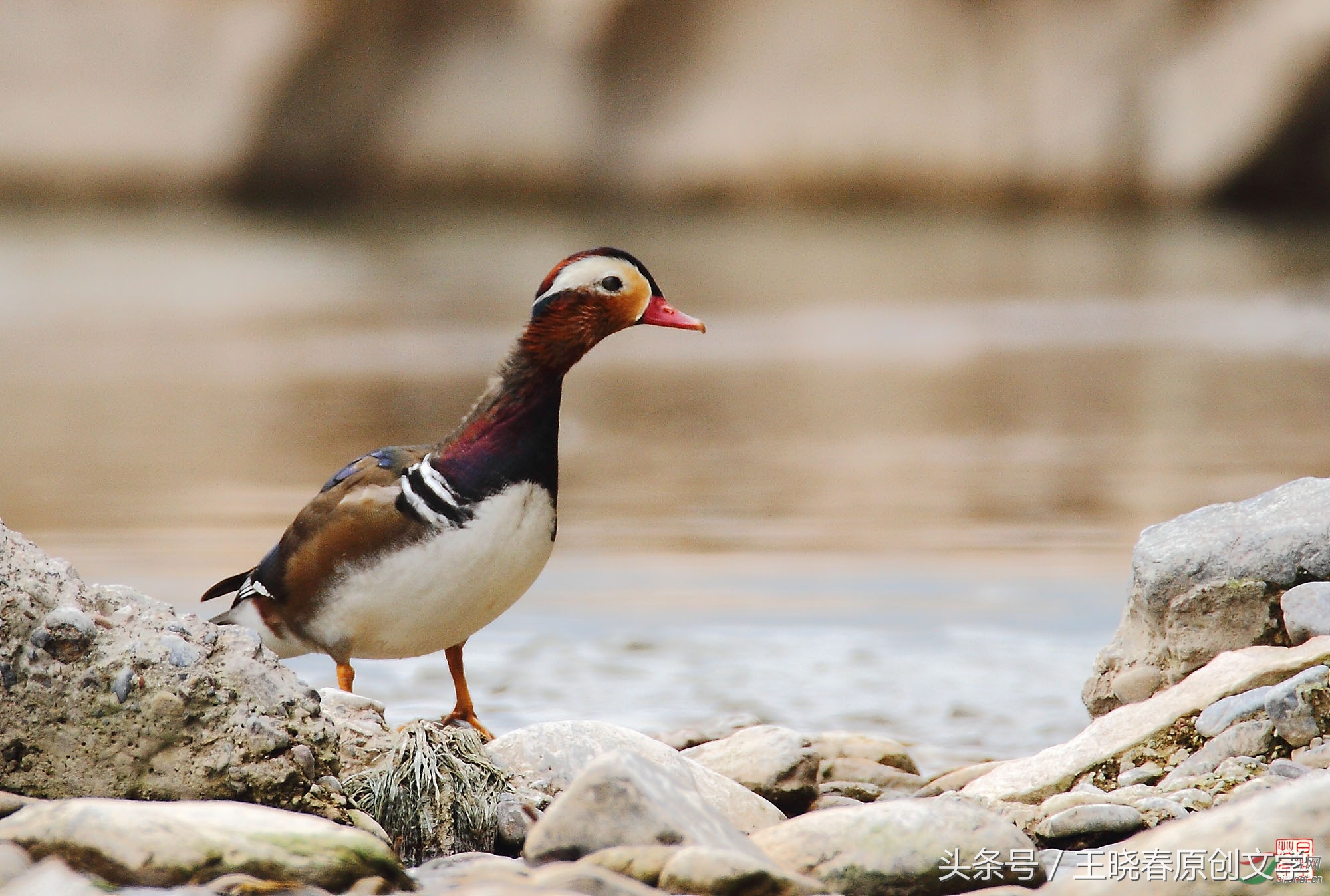 天各一方长相思望穿秋水君可知,望穿秋水君可知