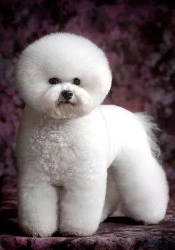 比熊犬视频大全集,比熊犬第三针怎么打