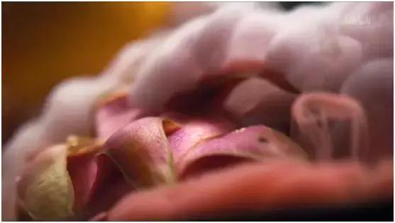 这部汁液四溅的作品勾起了所有人的欲望