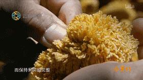 这部汁液四溅的作品勾起了所有人的欲望