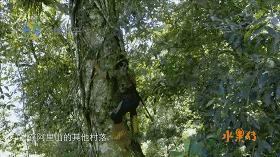 这部汁液四溅的作品勾起了所有人的欲望