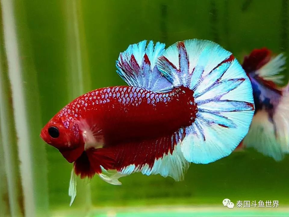 斗鱼拍卖最新消息,超极品泰国斗鱼拍卖