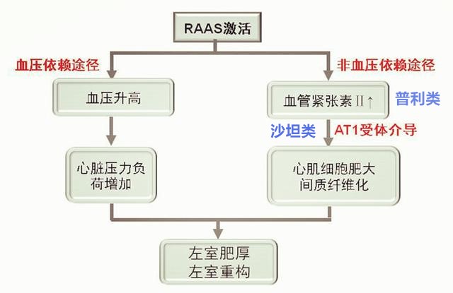 积极降压，精选药物，让高血压肥厚的心肌“瘦”回来！
