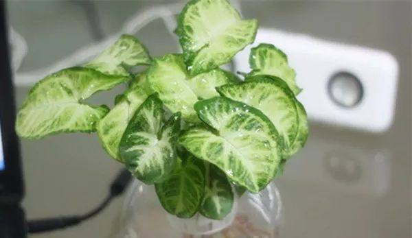 给长辈病人送花送什么花,给长辈送花适合送什么花