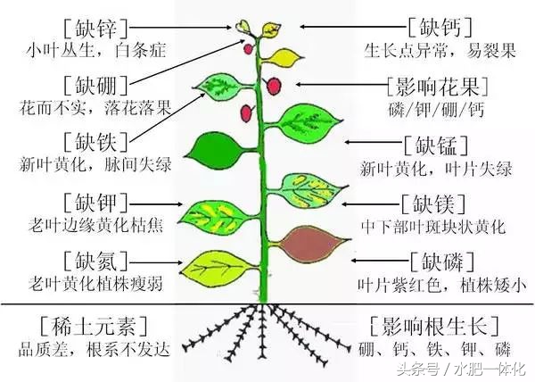 农作物生长发育所需的营养元素,作物生长必备元素的作用