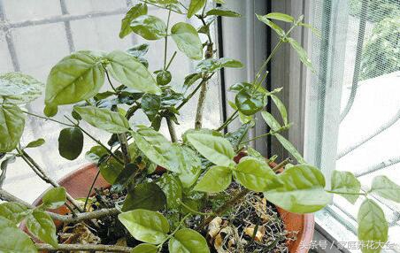 冬季大绿萝快死了如何补救,绿萝冻死死了要怎么救活