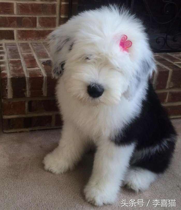 因为代言油漆而闻名世界的英国古代牧羊犬，XXXL号的超大抱抱熊