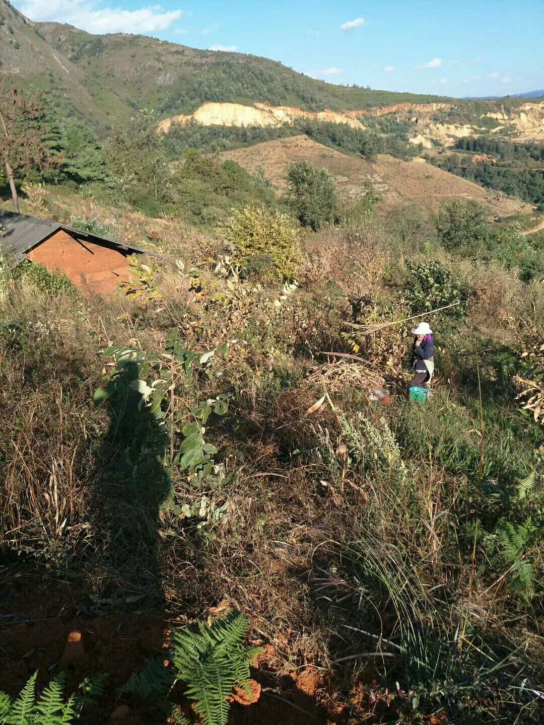 特级蜂蜜精华,冬宝蜂蜜纯天然正宗蜂蜜