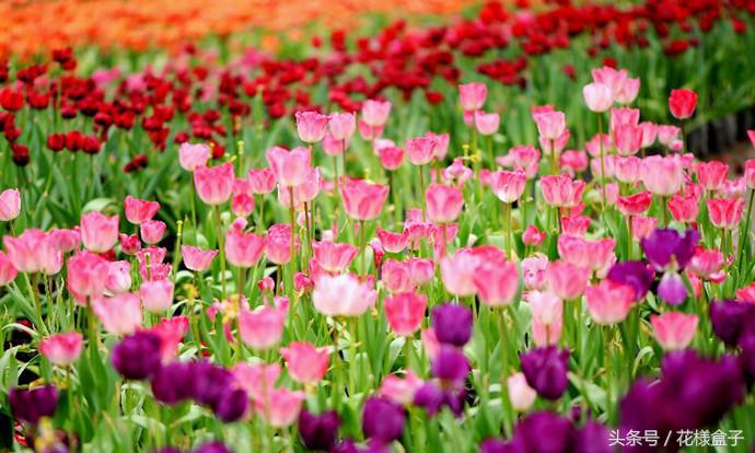 荷兰国花郁金香价格表,荷兰国花郁金香的故事