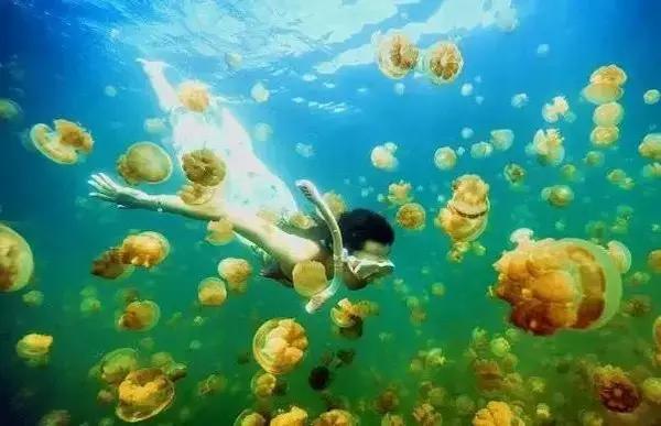 帕劳最新政策消息,帕劳现在怎么样了