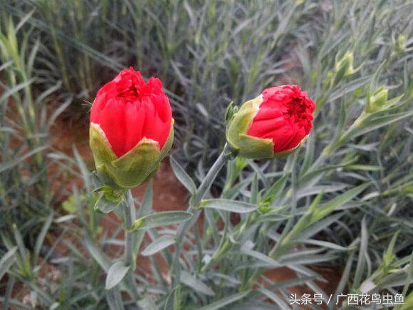 如何去养好一支康乃馨,康乃馨种得太密好吗