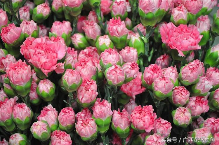 如何去养好一支康乃馨,康乃馨种得太密好吗