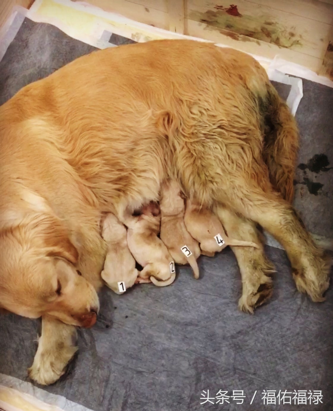 母狗生产后用什么药,母狗生产完的注意事项